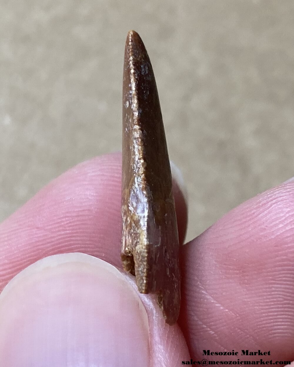 An image of the distal side of a fossilized tooth from a Rugops dinosaur.