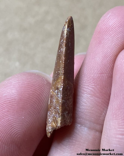 An image of the mesial side of a fossilized tooth from a Rugops dinosaur.