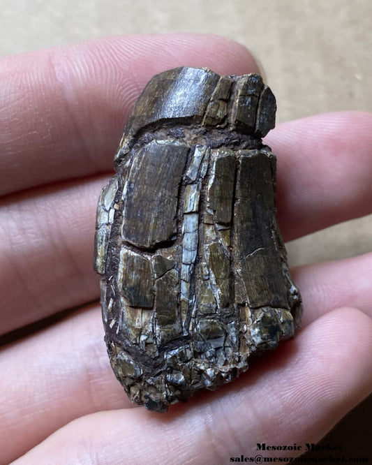 An image of a fossilized tooth from an Afrovenator dinosaur.