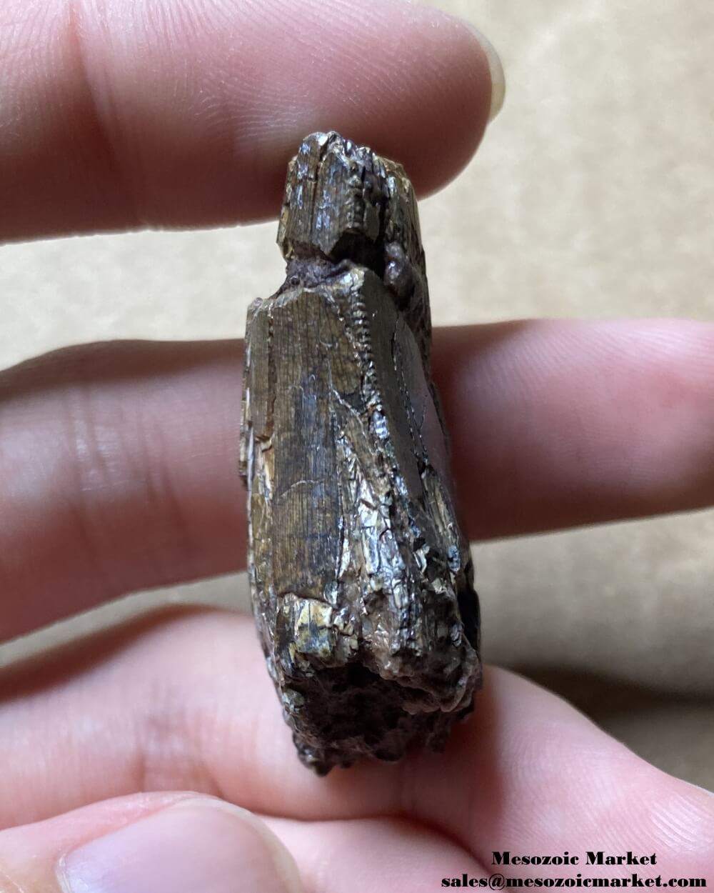 An image of the distal side of a fossilized tooth from an Afrovenator dinosaur.