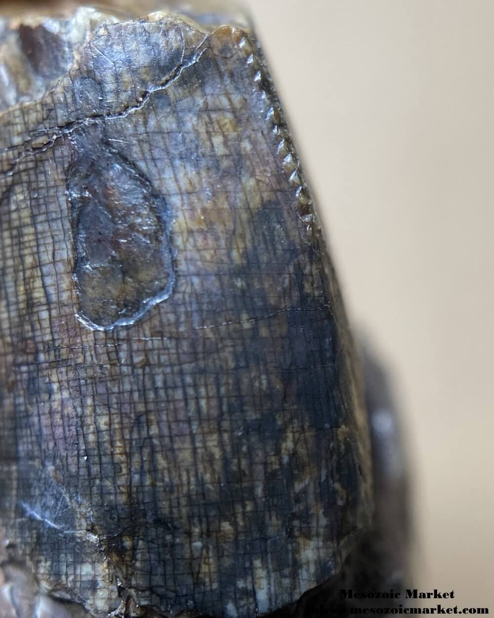 An image showing the closeup view of the mesial serrations of an Afrovenator dinosaur.