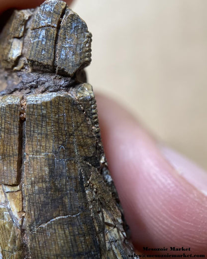 An image showing the closeup view of the distal serrations of an Afrovenator dinosaur.