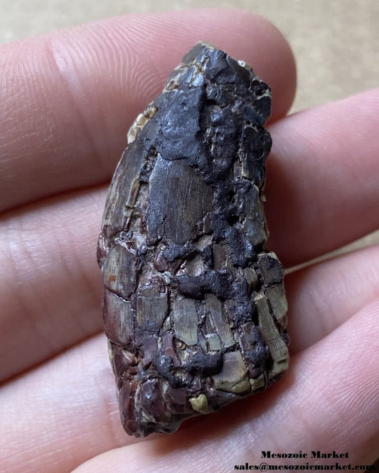 An image of a fossilized tooth from an unknown Jurassic theropod dinosaur.