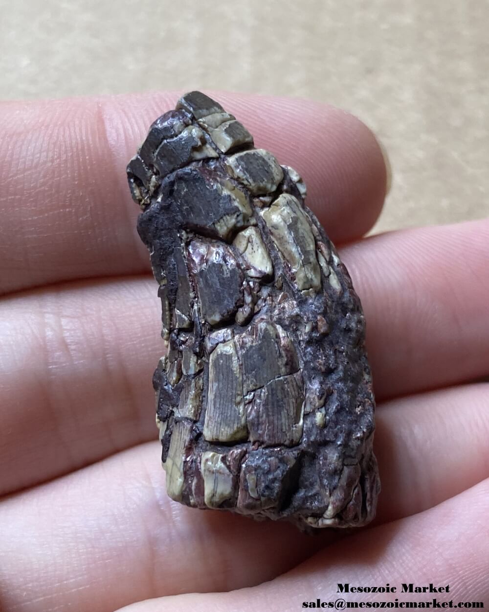 An image of a fossilized tooth from an unknown Jurassic theropod dinosaur.