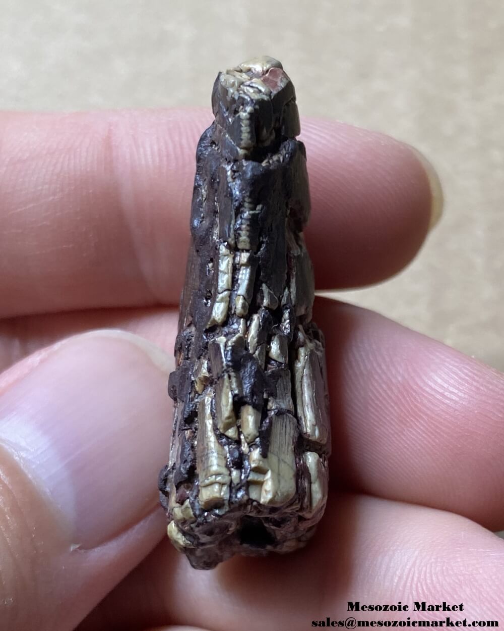 An image of the distal side of a fossilized tooth from an unknown Jurassic theropod dinosaur.