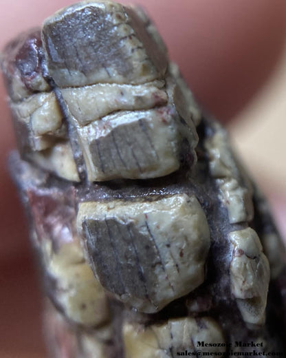 An image of a closeup view of the mesial serrations of a fossilized tooth from an unknown Jurassic theropod dinosaur.