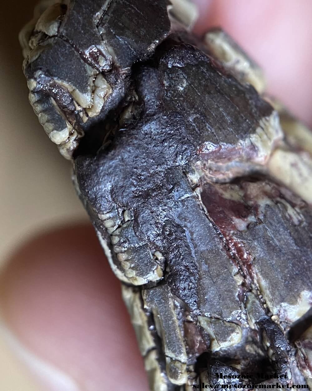 An image of a closeup view of the distal serrations of a fossilized tooth from an unknown Jurassic theropod dinosaur.