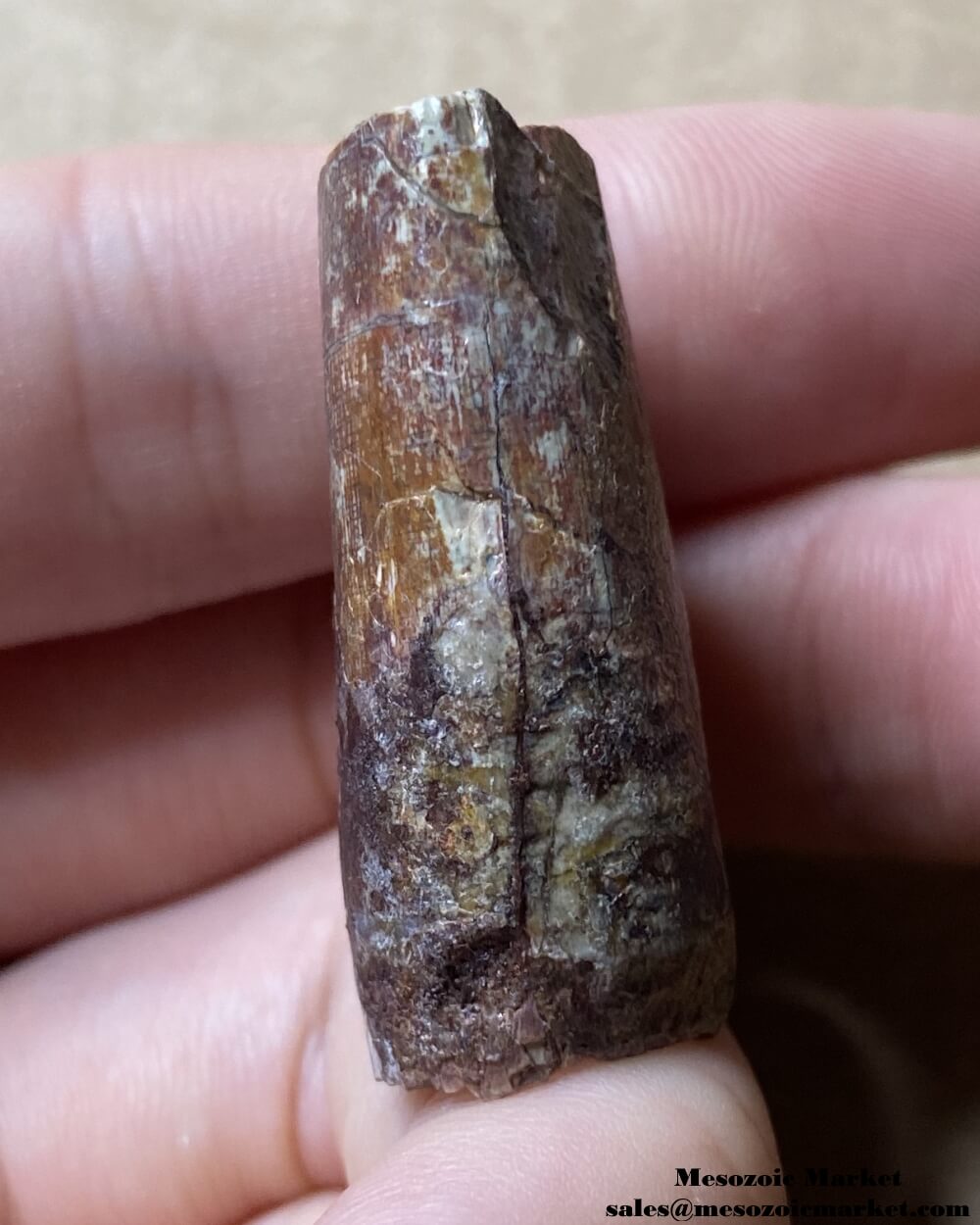 An image of the mesial side of a fossilized tooth from an Afrovenator dinosaur.