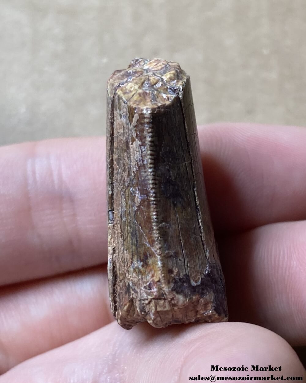 An image of the distal side of a fossilized tooth from an Afrovenator dinosaur.