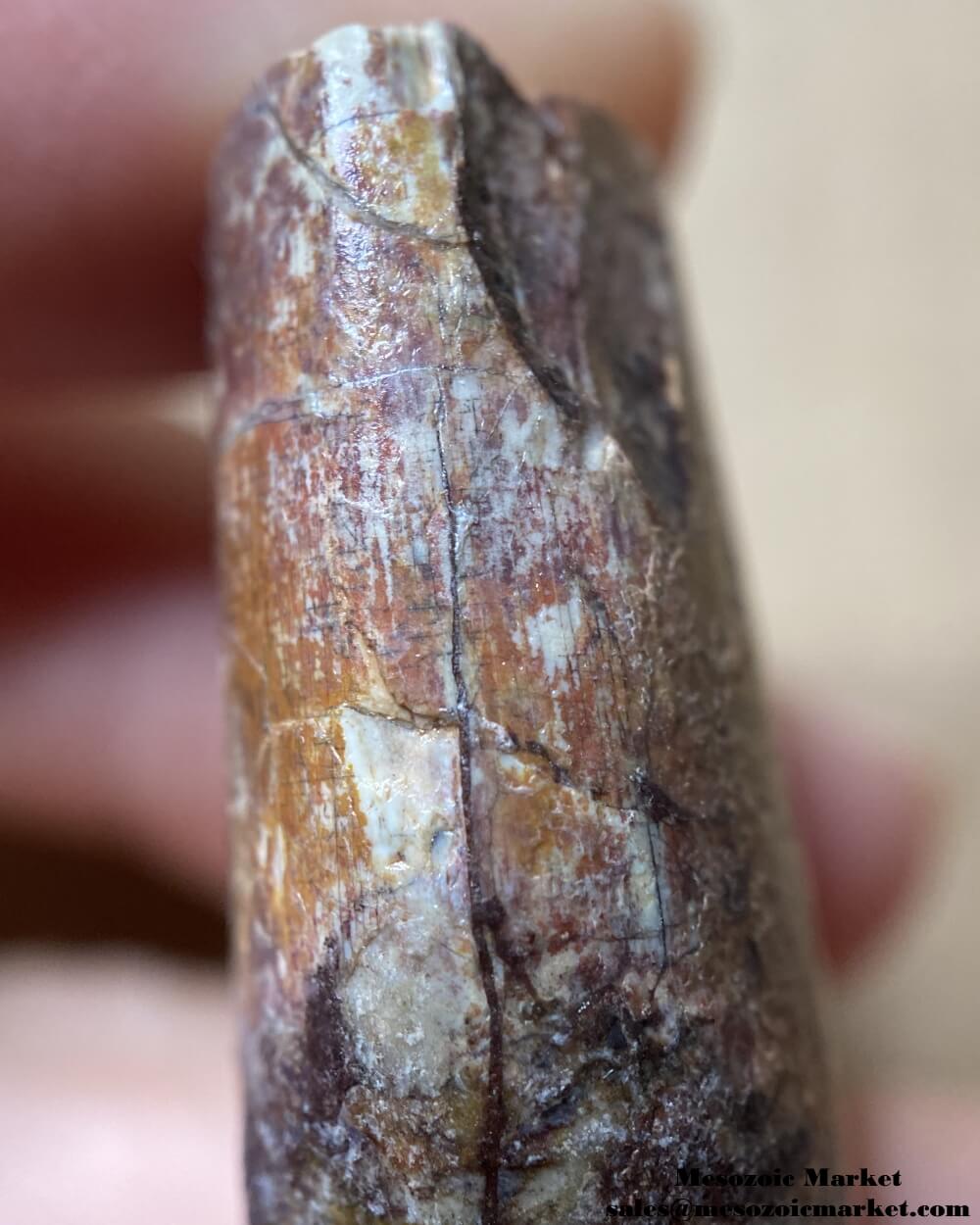 An image of a closeup view of the mesial side of a fossilized tooth from an Afrovenator dinosaur.