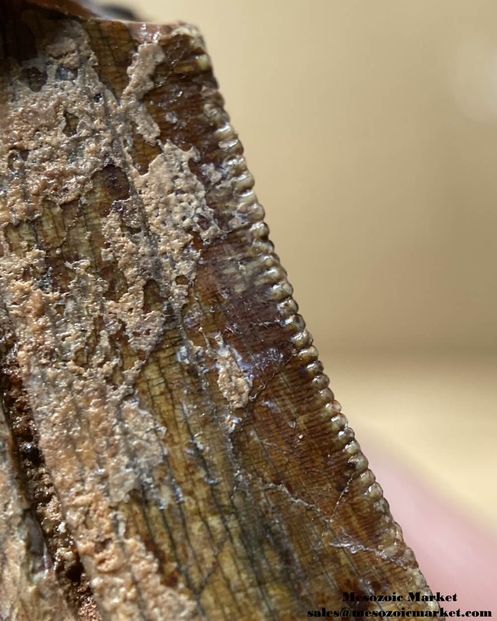 An image showing the closeup view of the serrations of an Afrovenator dinosaur.