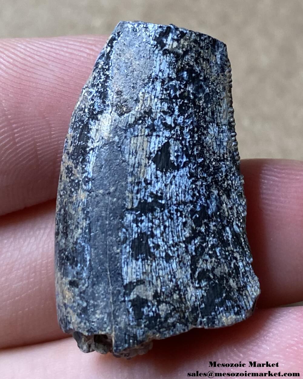 An image of an Afrovenator dinosaur tooth from the Irhazer Group.