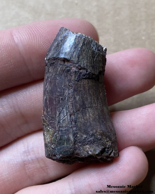 An image of a fossilized tooth from an Afrovenator dinosaur.