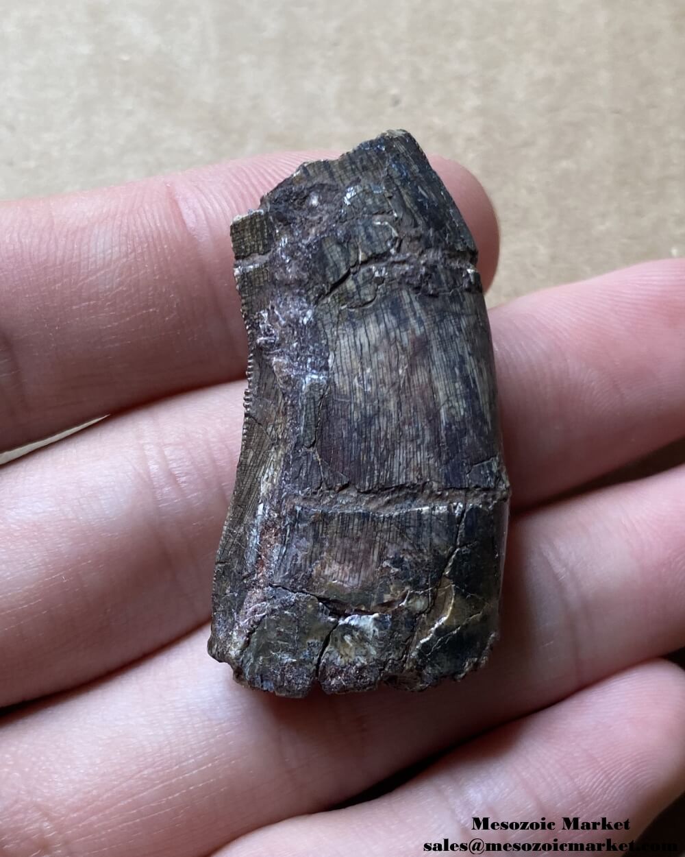 An image of a fossilized tooth from an Afrovenator dinosaur.