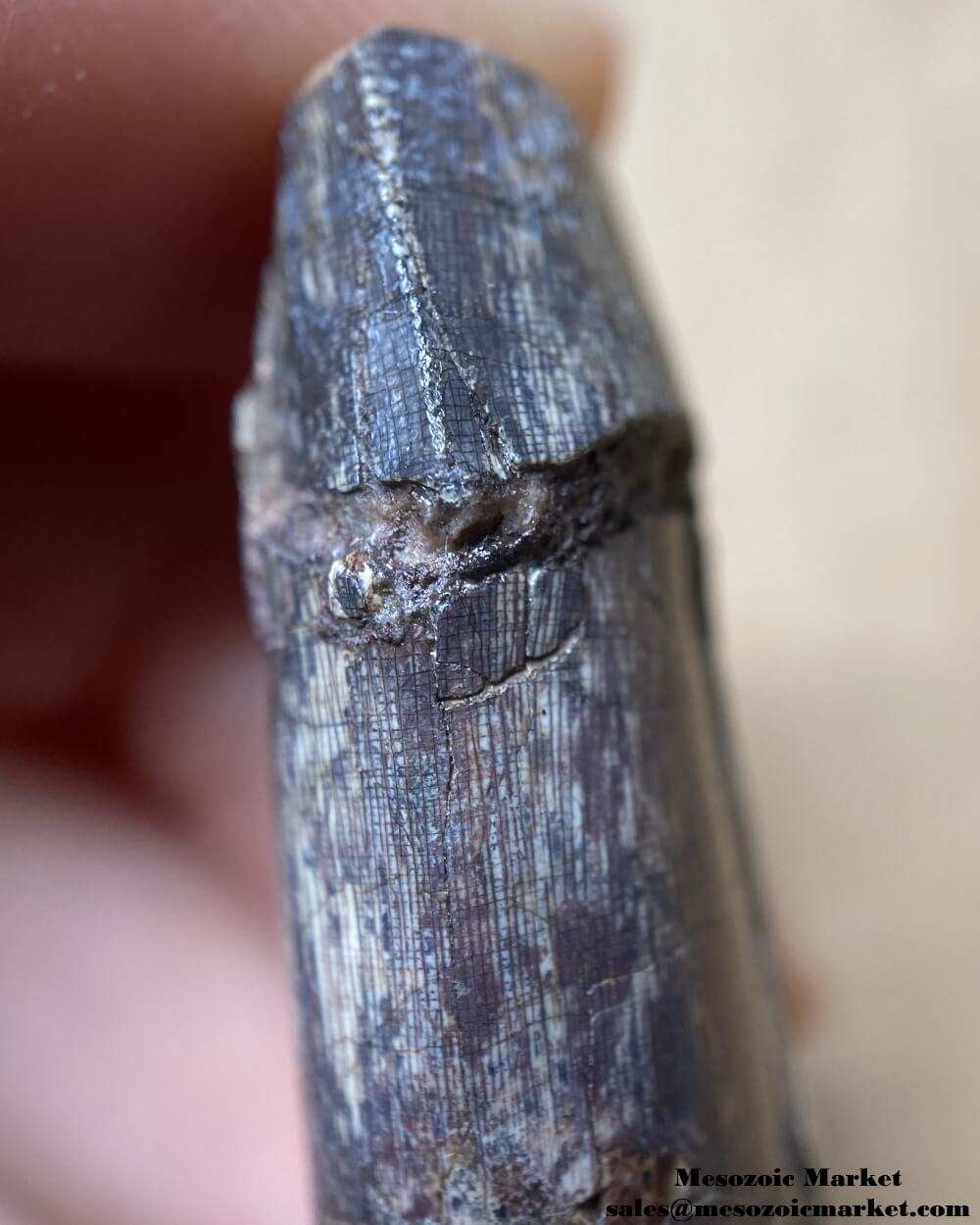 An image showing the closeup view of the mesial serrations of an Afrovenator dinosaur.