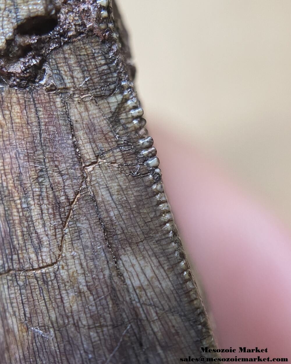 An image showing the closeup view of the distal serrations of an Afrovenator dinosaur.