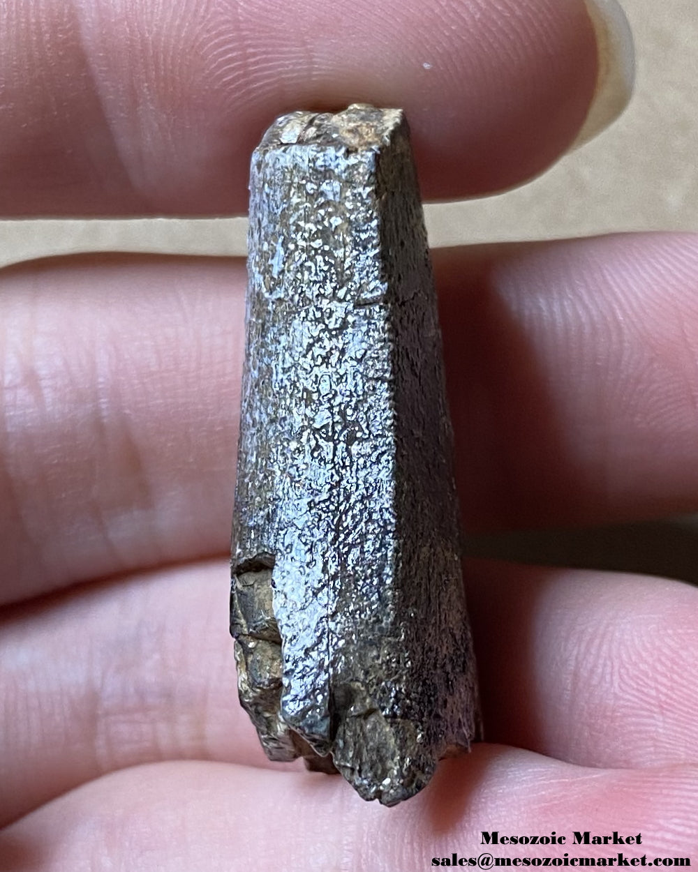 An image of a worn Afrovenator tooth fossil.