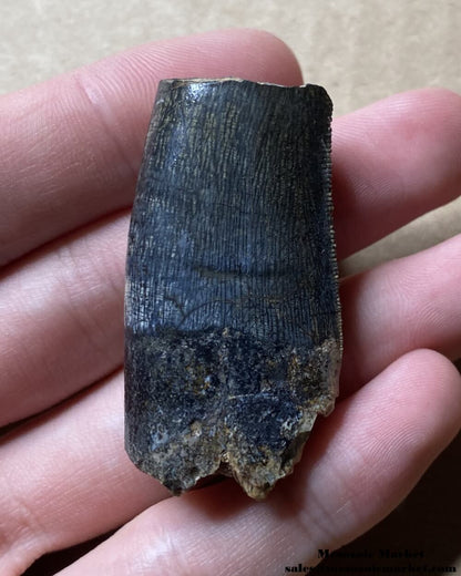 An image of a pristine fossilized tooth from an Afrovenator dinosaur.