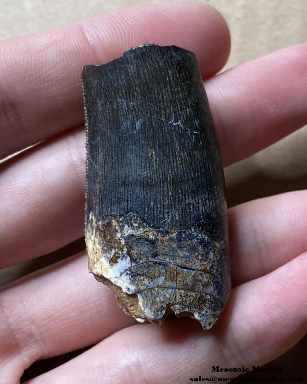 An image of a well preserved fossilized tooth from an Afrovenator dinosaur.