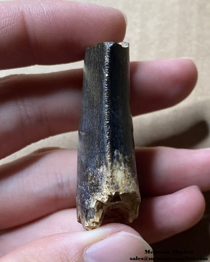 An image of the distal side of a pristine fossilized tooth from an Afrovenator dinosaur.