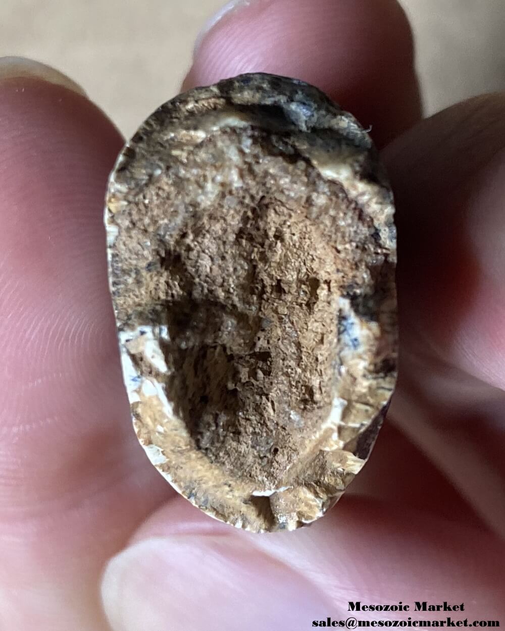 An image of a fossilized tooth cross-section from an Afrovenator dinosaur.