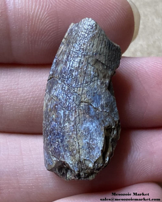 An image of an Afrovenator dinosaur tooth from the Middle Jurassic Irhazer Group.