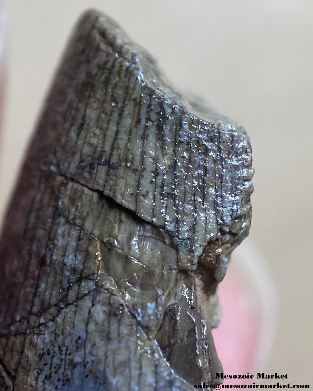 An image of an Afrovenator dinosaur tooth.