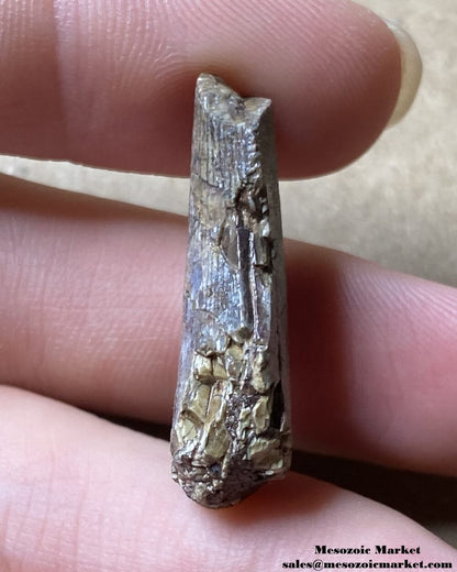 An image of an Afrovenator dinosaur tooth.