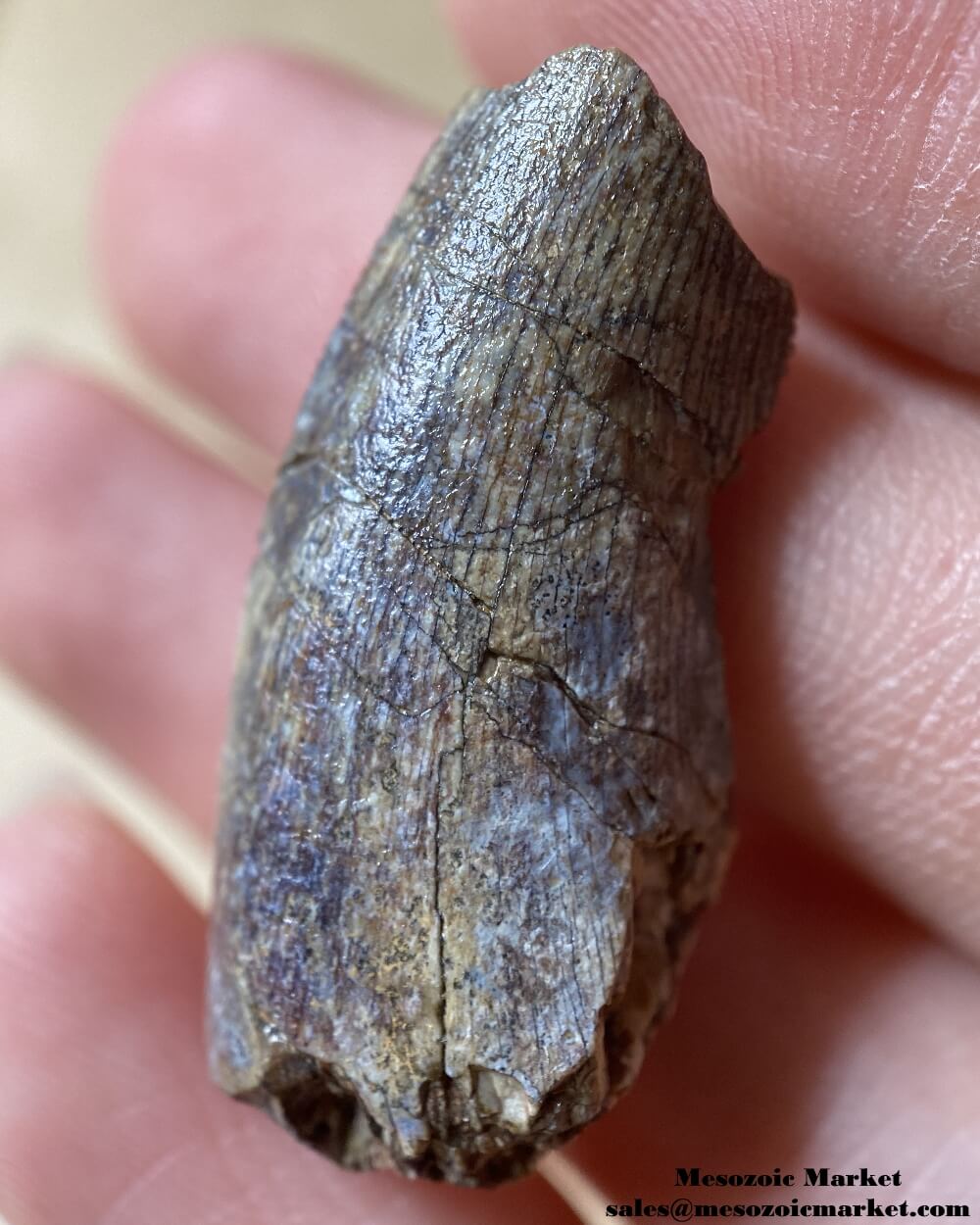 An image of an Afrovenator dinosaur tooth.