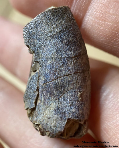 An image of an Afrovenator dinosaur tooth.