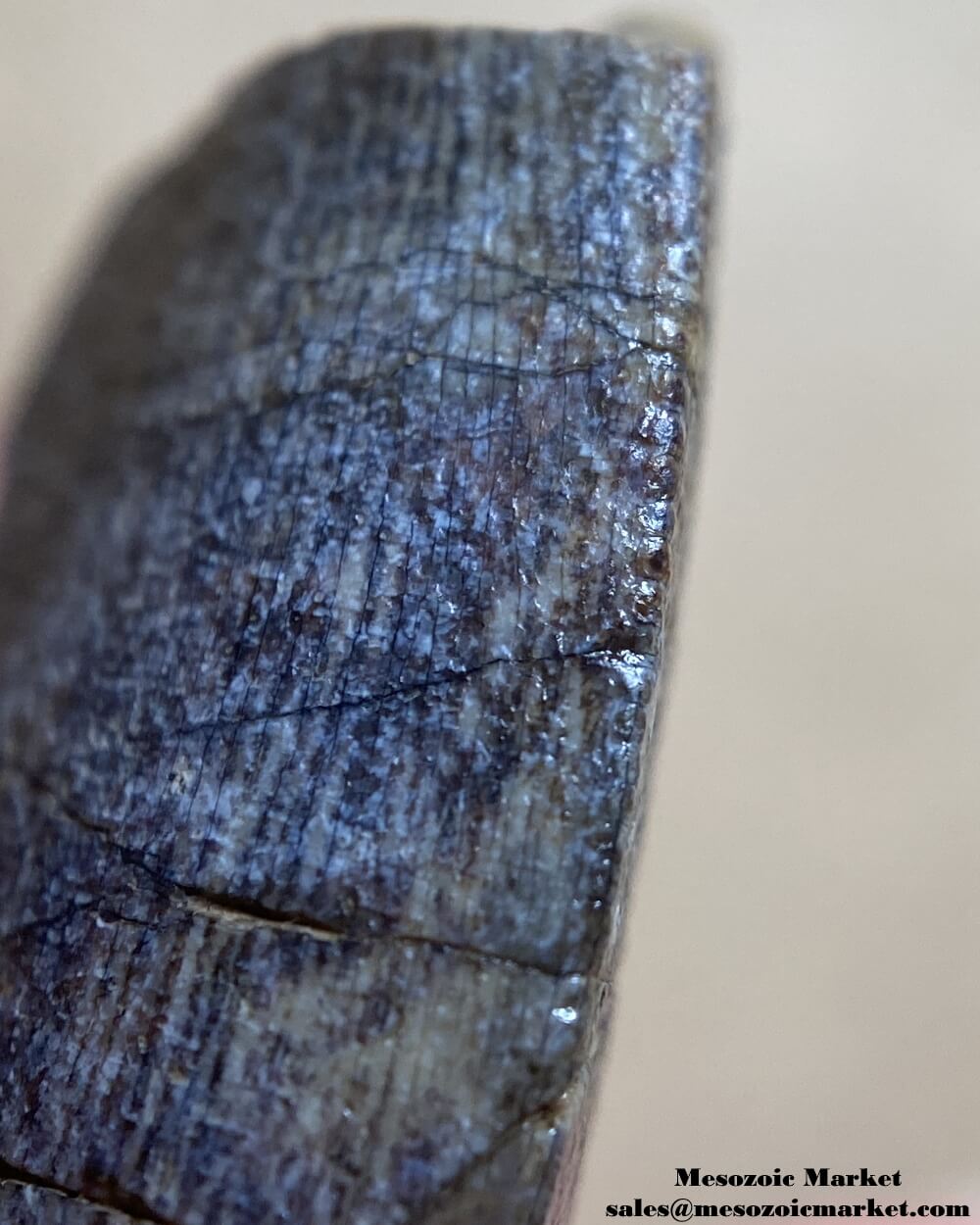 An image of an Afrovenator dinosaur tooth.