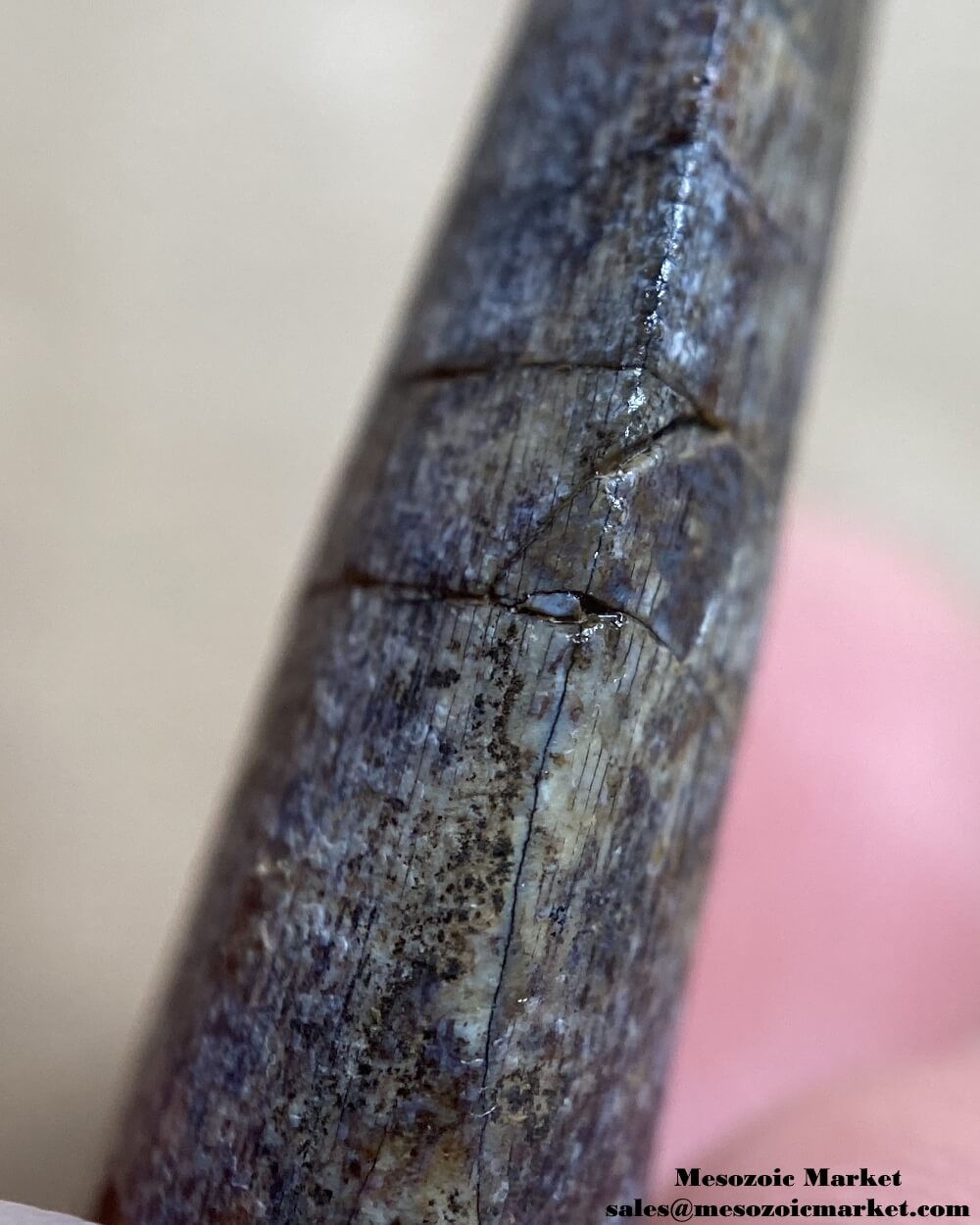 An image of an Afrovenator dinosaur tooth.