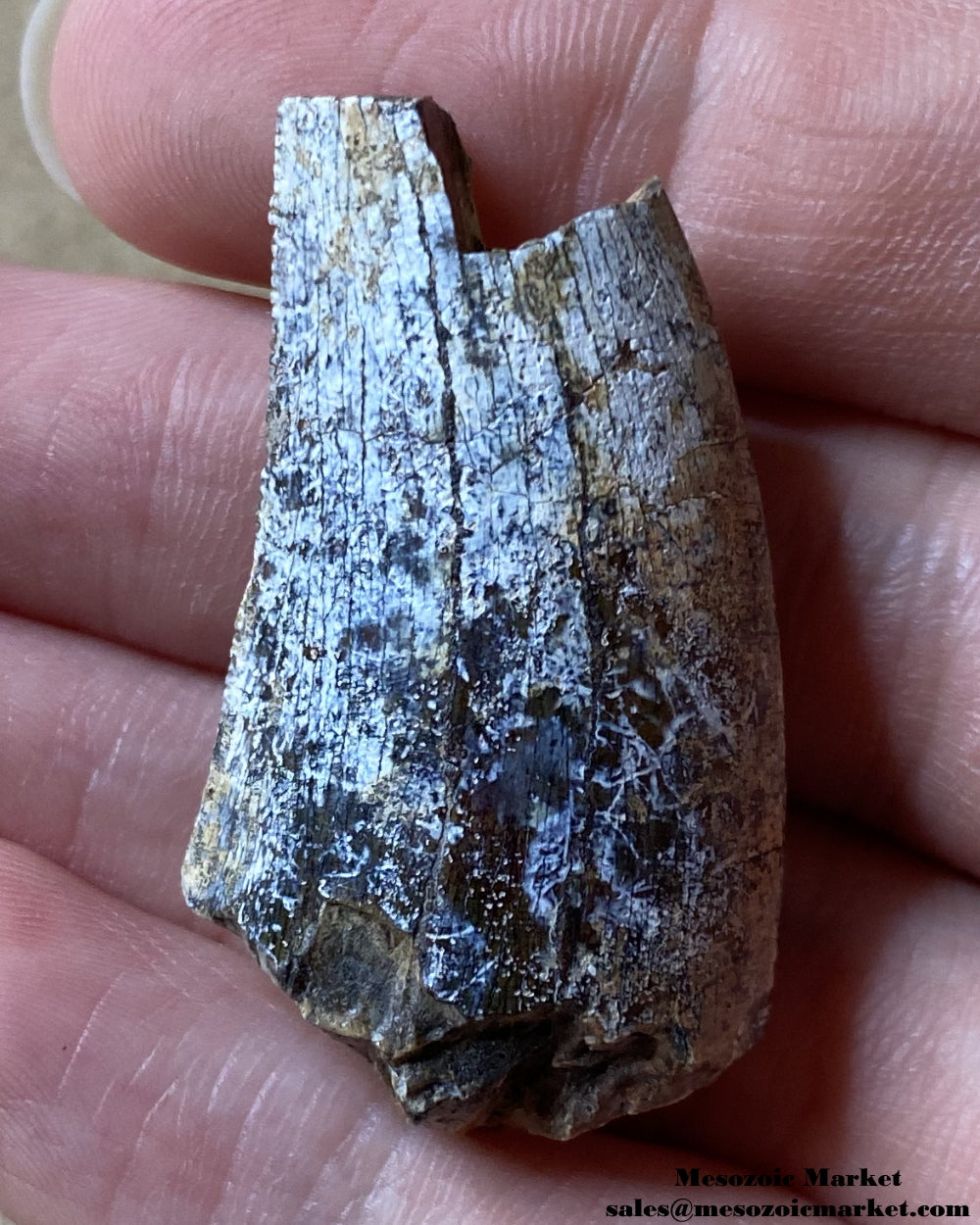 An image of a worn Afrovenator dinosaur tooth.