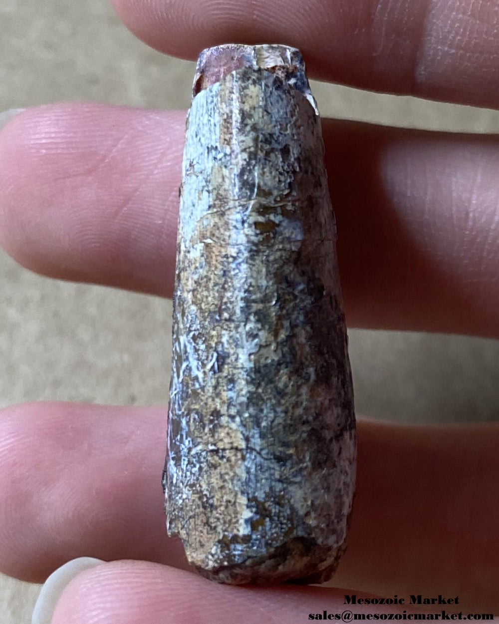 An image of a worn Afrovenator dinosaur tooth.