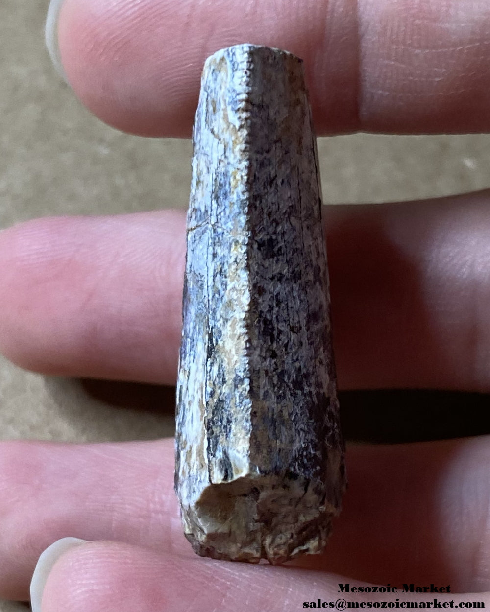 An image of a worn Afrovenator dinosaur tooth.