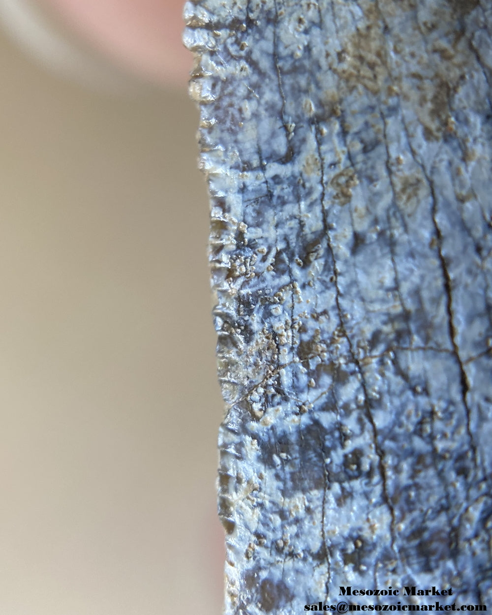 An image of the distal serrations of a worn Afrovenator dinosaur tooth.