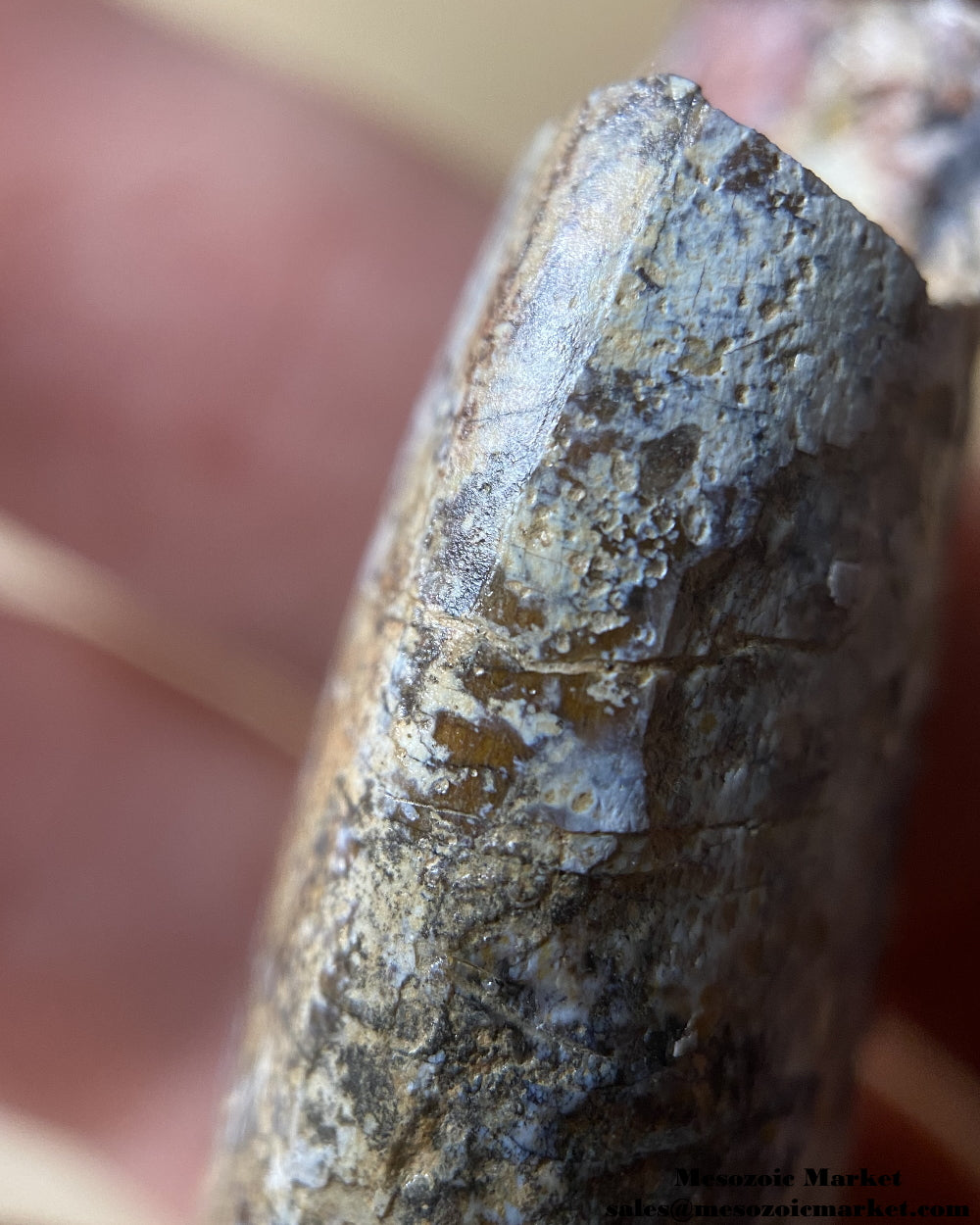 An image of the mesial side of a worn Afrovenator dinosaur tooth.