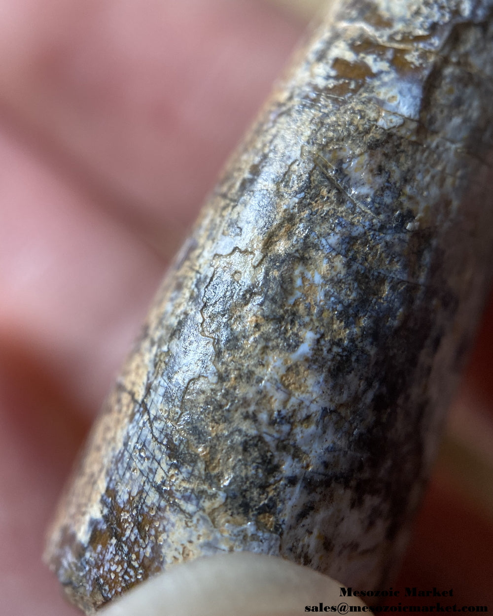 An image of the mesial side of a worn Afrovenator dinosaur tooth fossil.