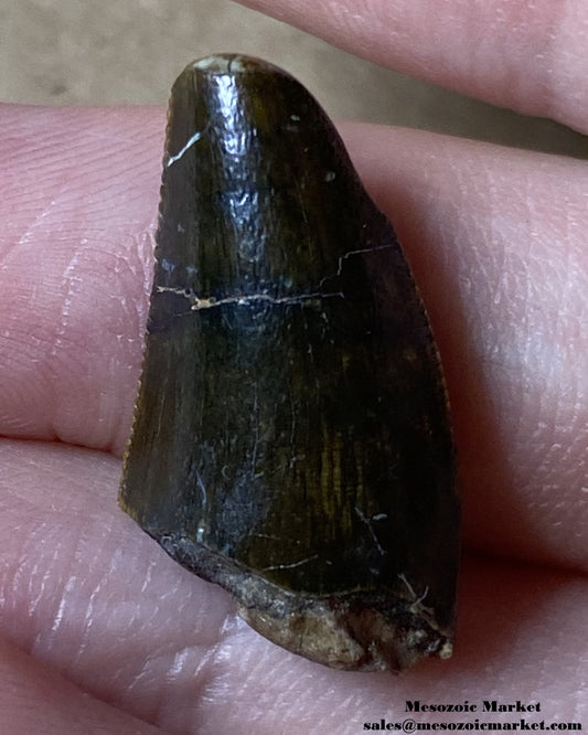 An image of a partial fossilized theropod dinosaur tooth, possibly Afrovenator.