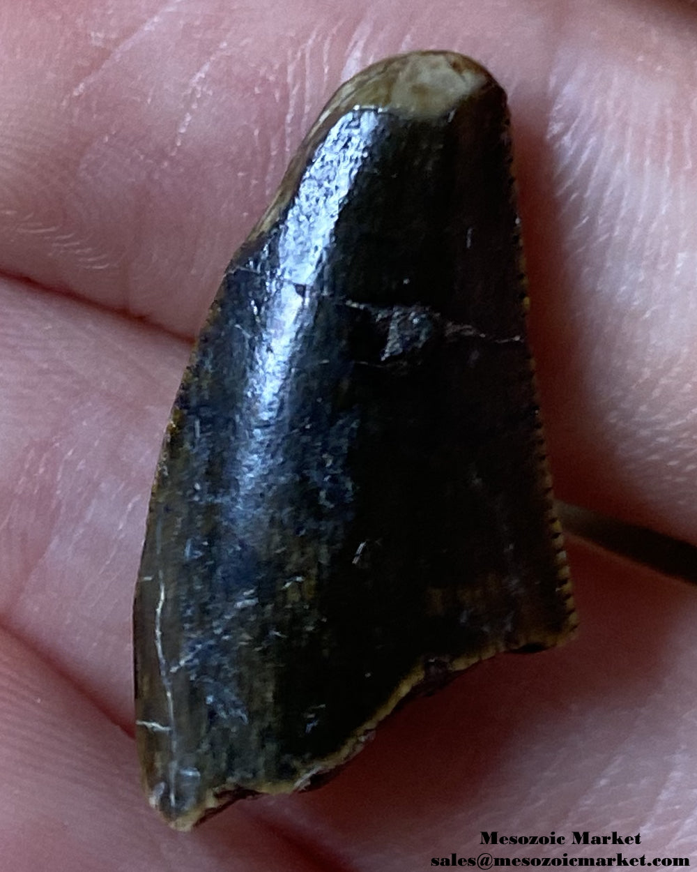 An image of a partial fossilized theropod dinosaur tooth, possibly Afrovenator.