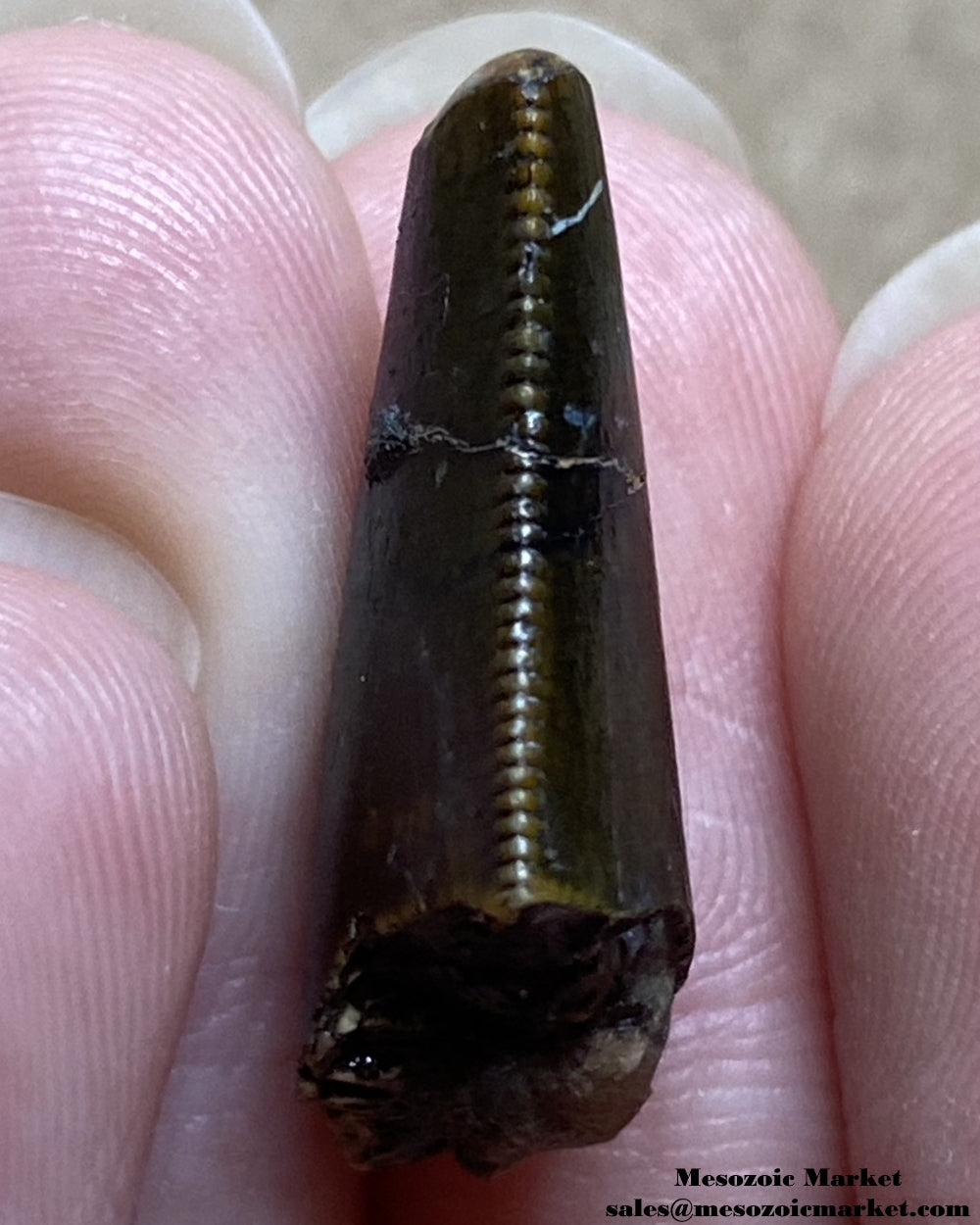 An image of a partial fossilized theropod dinosaur tooth, possibly Afrovenator.