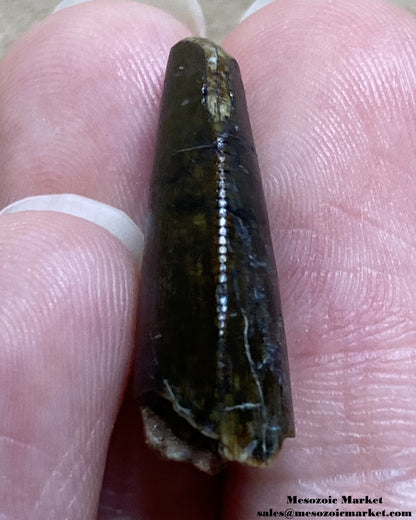 An image of a partial fossilized theropod dinosaur tooth, possibly Afrovenator.