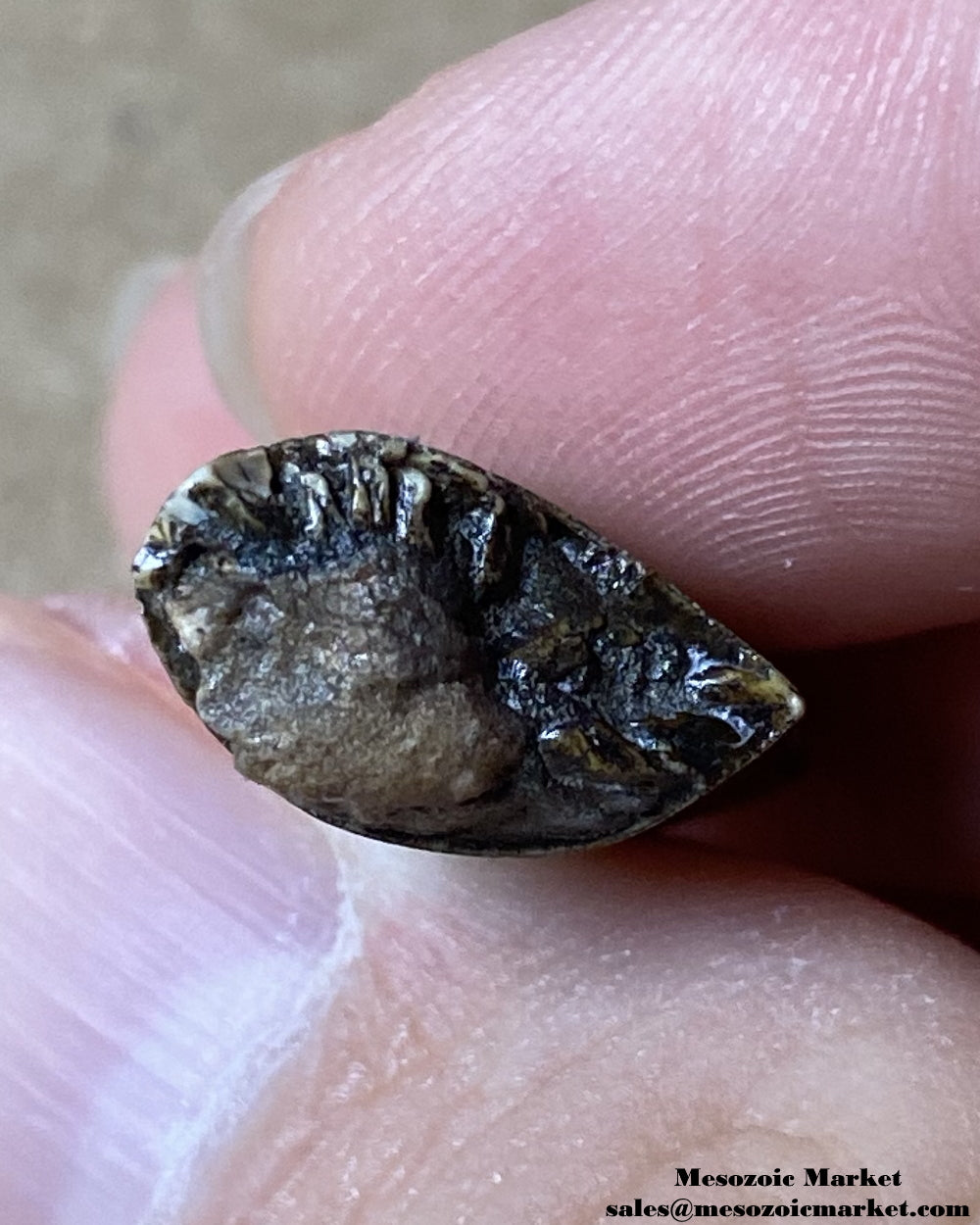 An image of the cross-section of a fossilized theropod dinosaur tooth, possibly Afrovenator.