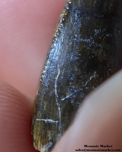 An image of a closeup view of the mesial serrations of a fossilized theropod dinosaur tooth, possibly Afrovenator.