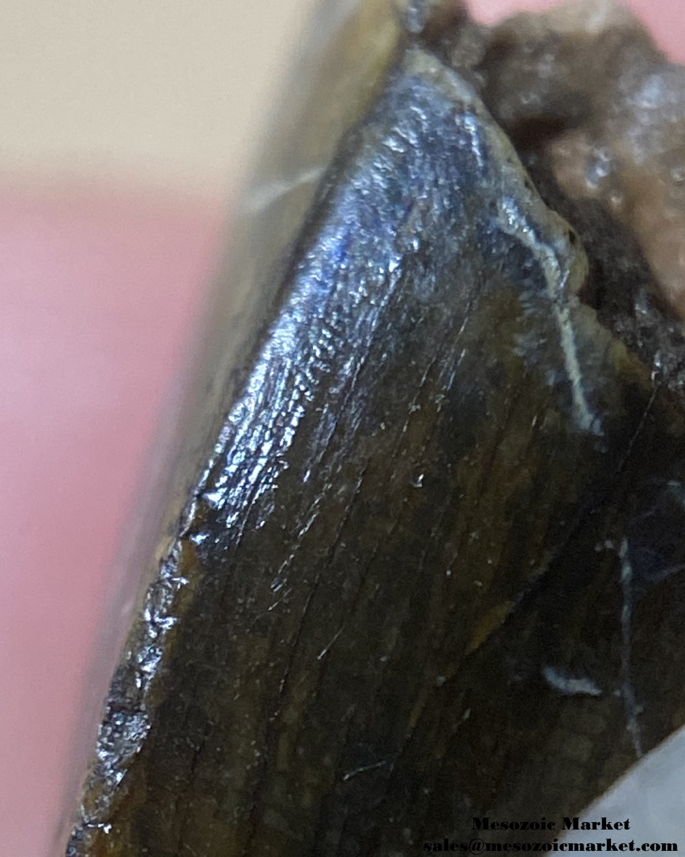 An image of a closeup view of the mesial serrations of a fossilized theropod dinosaur tooth, possibly Afrovenator.