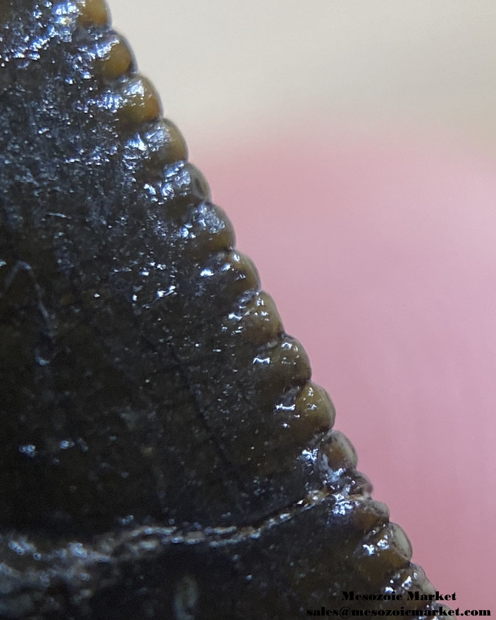 An image of a closeup view of the distal serrations of a fossilized theropod dinosaur tooth, possibly Afrovenator.