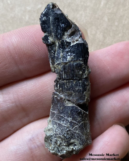 Fossilized dinosaur tooth of an Atlasaurus sauropod. #MAR85387-1