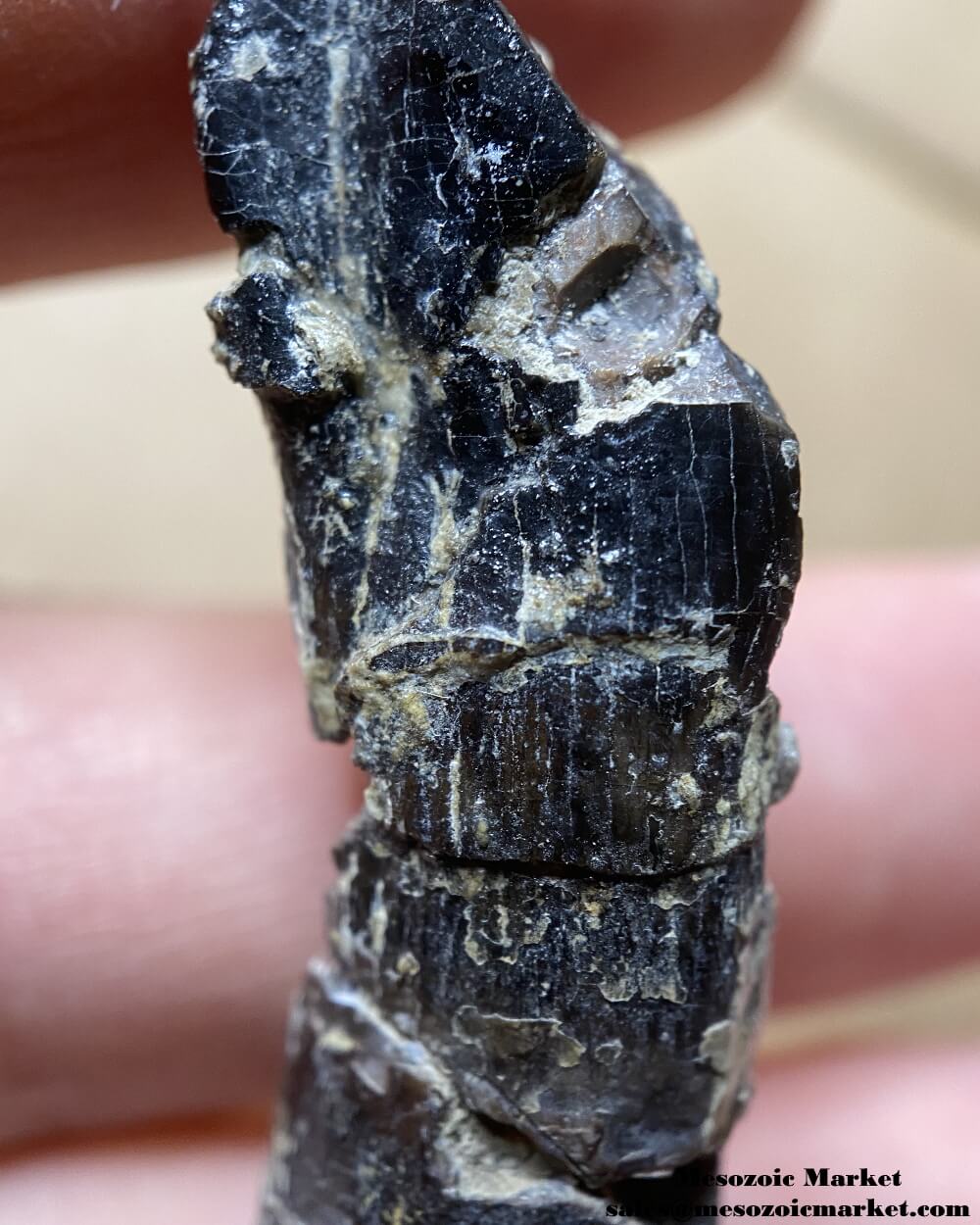 Crown of a fossilized dinosaur tooth of an Atlasaurus sauropod. #MAR85387-10