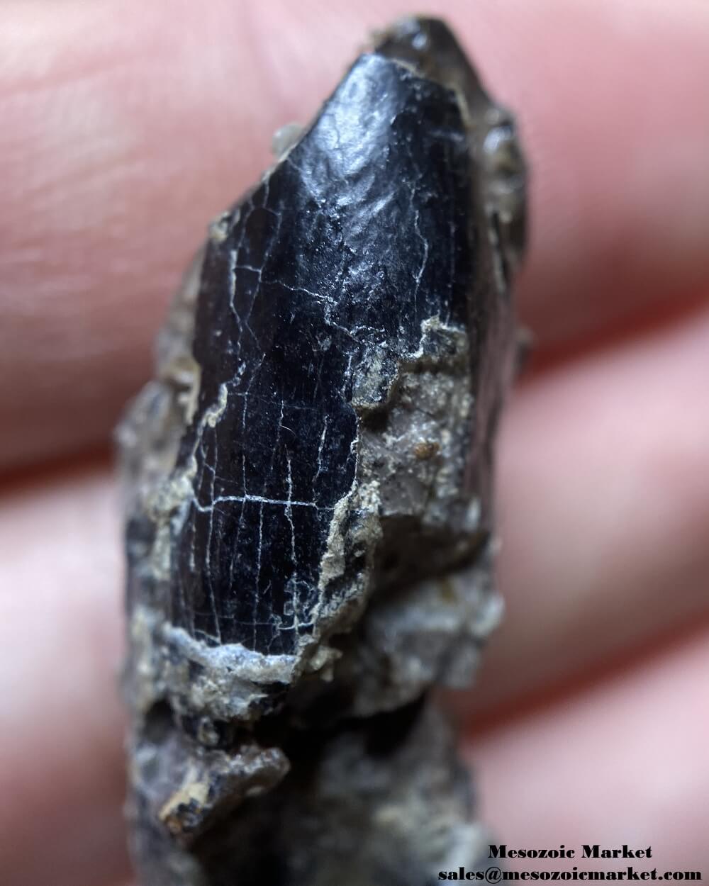 Crown of a fossilized dinosaur tooth of an Atlasaurus sauropod. #MAR85387-11