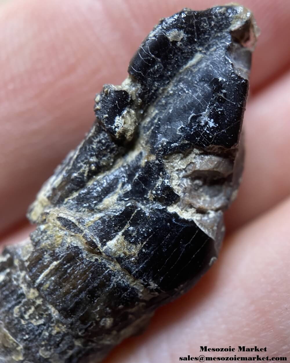 Crown of a fossilized dinosaur tooth of an Atlasaurus sauropod. #MAR85387-7